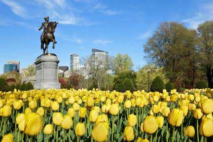 Field of vibrant yellow tulips, with horse-mounted statue under a blue sky.