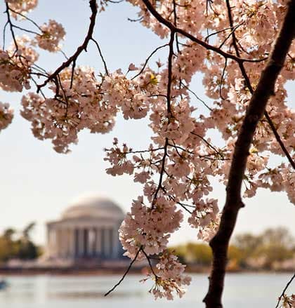 Cherry blossoms frame the Jefferson Memorial across a tranquil body of water under a blue sky.