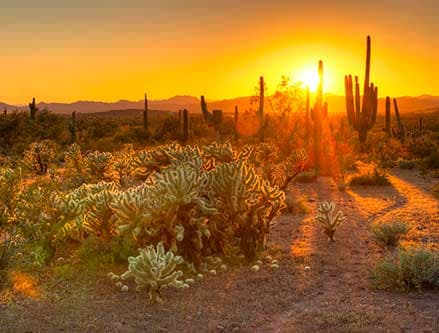 Desert landscape with saguaro and cholla cacti bathed in warm sunset light.